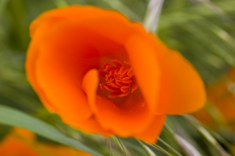 California Poppy